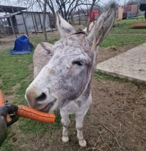 Miracol de Crăciun pentru Gelu, măgărușul care a cunoscut frica și foamea