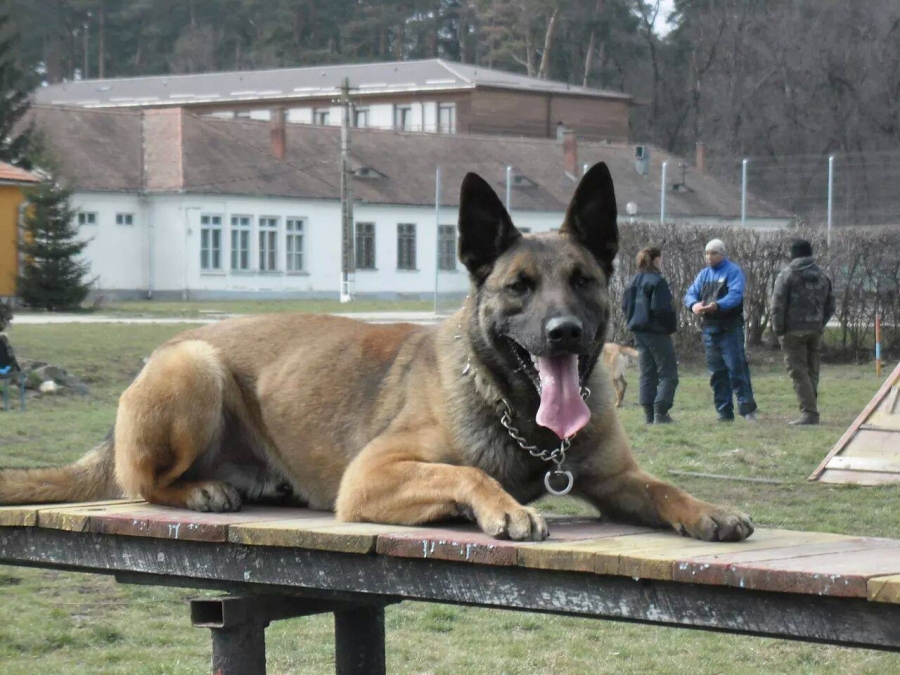 Un câine din Galaţi a stricat planurile unui CONTRABANDIST bulgar
