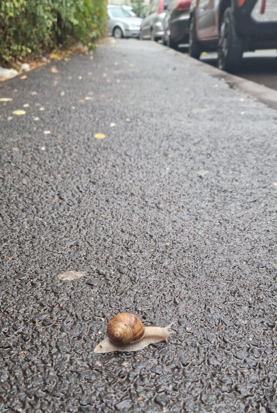 Poza zilei. Unde sunt ploile şi melcii de altădată...