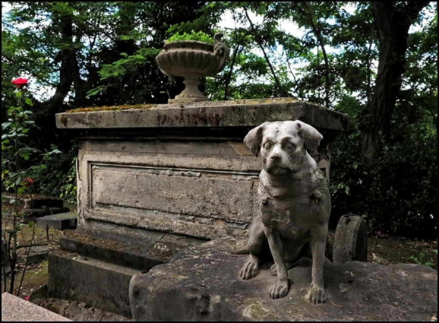 Cimitirul de animale de lângă Galați, în faza studiului de fezabilitate