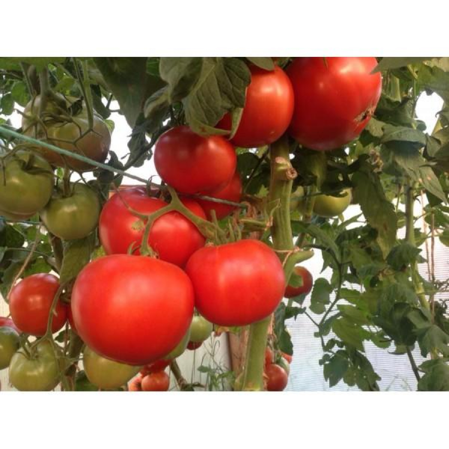 Programul ”Tomata” are termen de valorificare 1 iulie