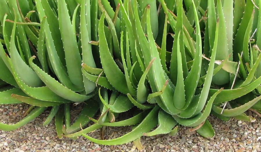 Plantele de aloe reglează metabolismul pancreasului