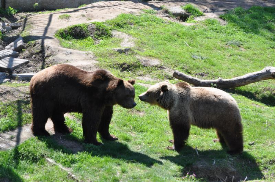 De sărbători, Grădina botanică şi Zoo sunt deschise