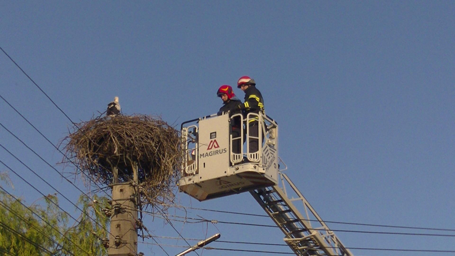 Patru pui de barză au fost salvaţi de pompieri