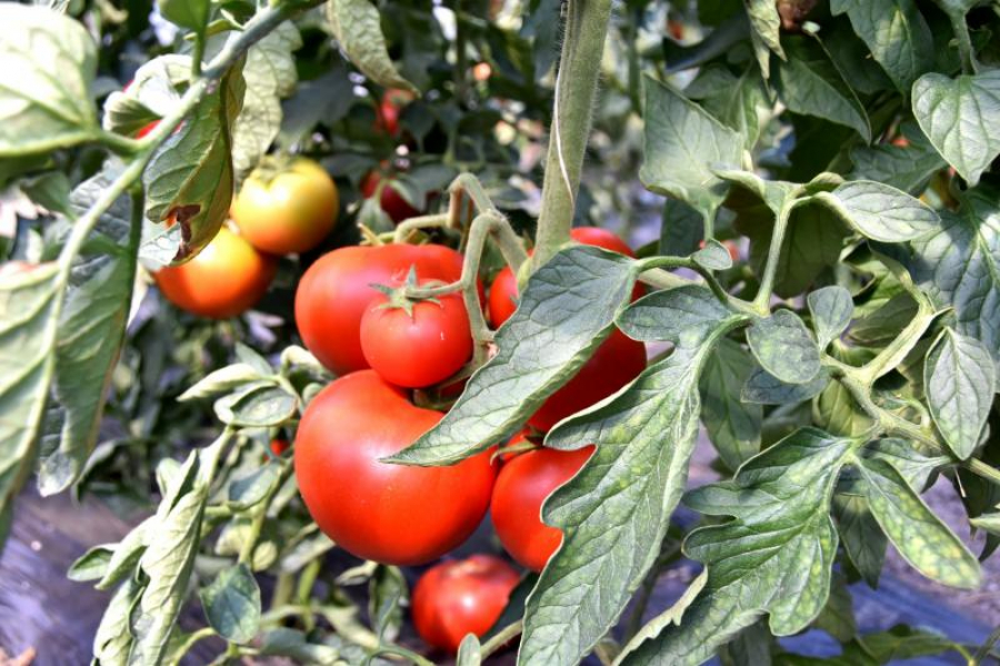 Noi termene pentru „Programul Tomata”