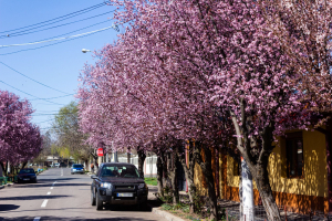 Sakura de Galaţi, pe strada Războieni. Destinaţie din oraş pentru iubitorii de flori (FOTO)