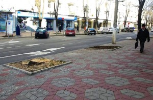 Continuă TĂIEREA teilor de pe strada Domnească din Galaţi (FOTO&amp;VIDEO)