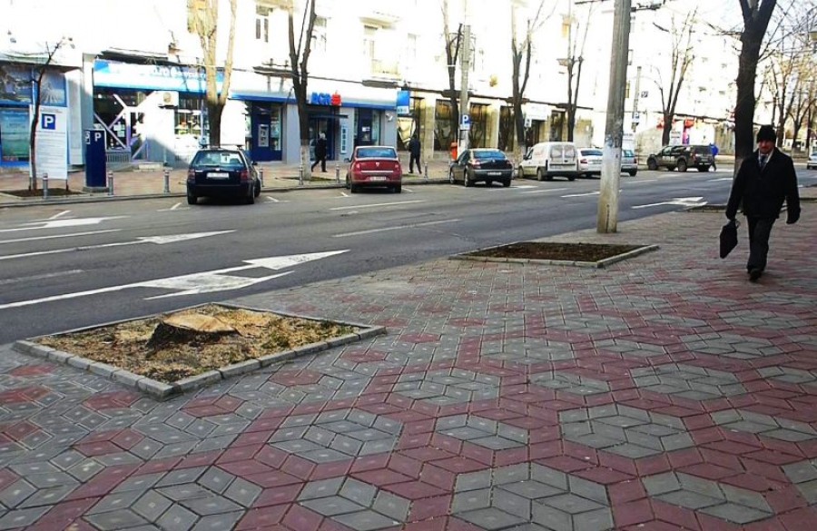 Continuă TĂIEREA teilor de pe strada Domnească din Galaţi (FOTO&VIDEO)