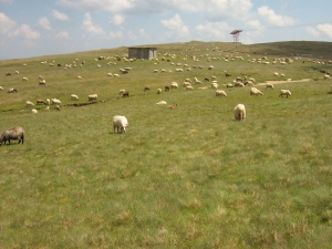 Legea bagă oile în grajd, de luni