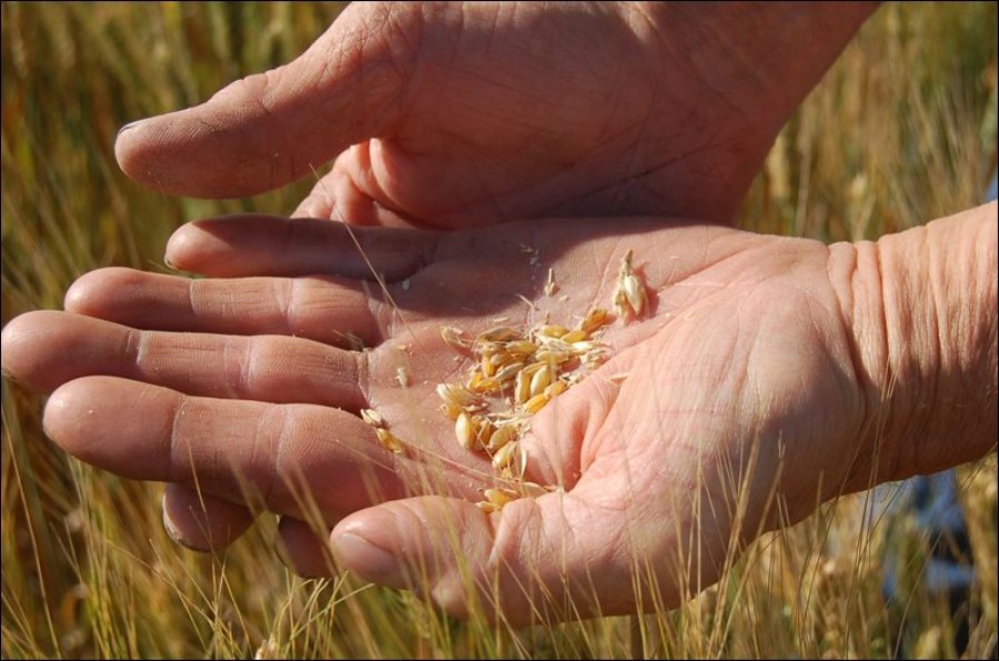 Anul agricol 2013 în Galaţi: Recolte bogate, la preţuri de nimic