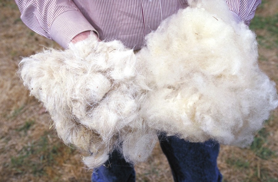Gălăţenii produc lână, dar o aruncă. Industria textilă lucrează cu fibre sintetice