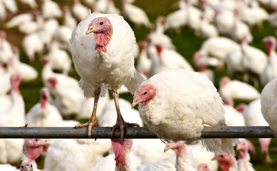 Focar masiv de gripă aviară, la Codlea