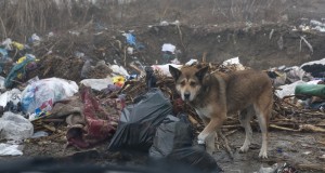 Unde-i Mediu, nu-i tocmeală: Problema deşeurilor, aruncată în curtea Primăriei Galaţi
