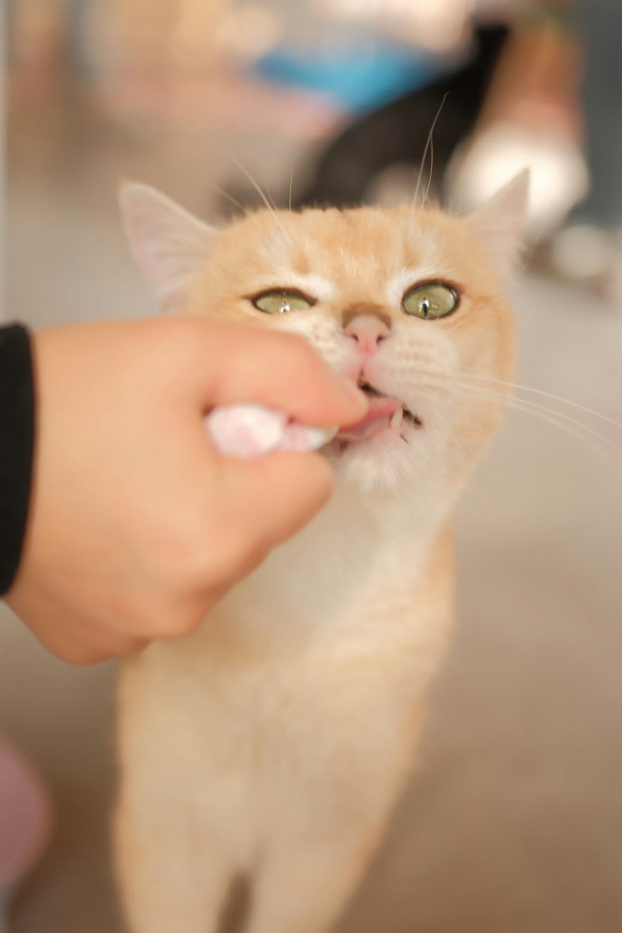Cum să îi administrați pisicii o pastilă. Şcoala iubitorilor de animale