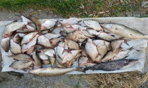 Doi gălăţeni pescuiau ilegal în lacul Brateş