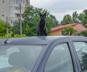 Ghinioanele urbanistice şi pisica neagră