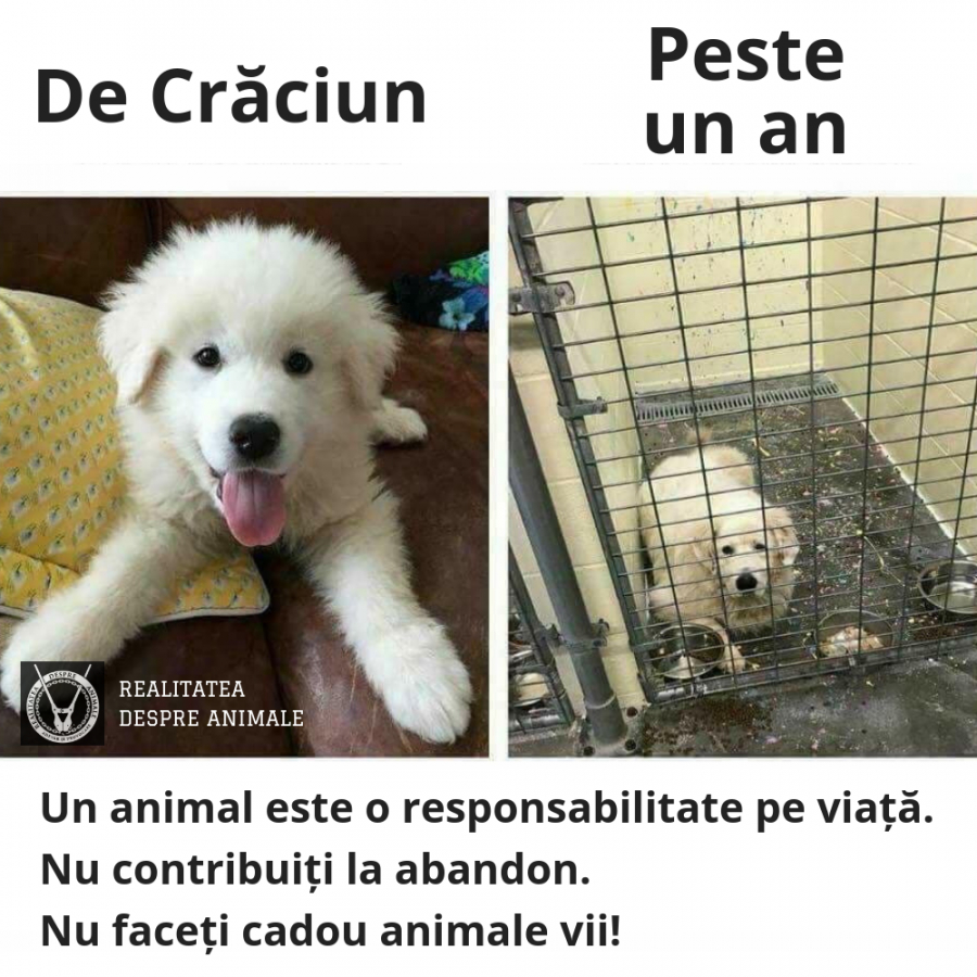 Puii de pisică şi câine sunt fiinţe, nu jucării