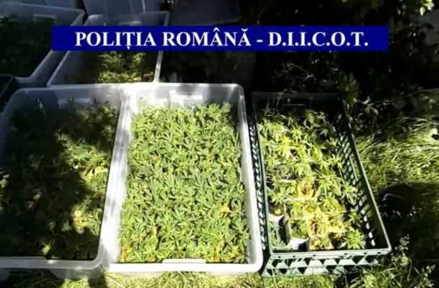 47 de tineri, trimişi în judecată la Galaţi pentru contrabandă cu marijuana. Printre ei sunt elevi şi sportivi