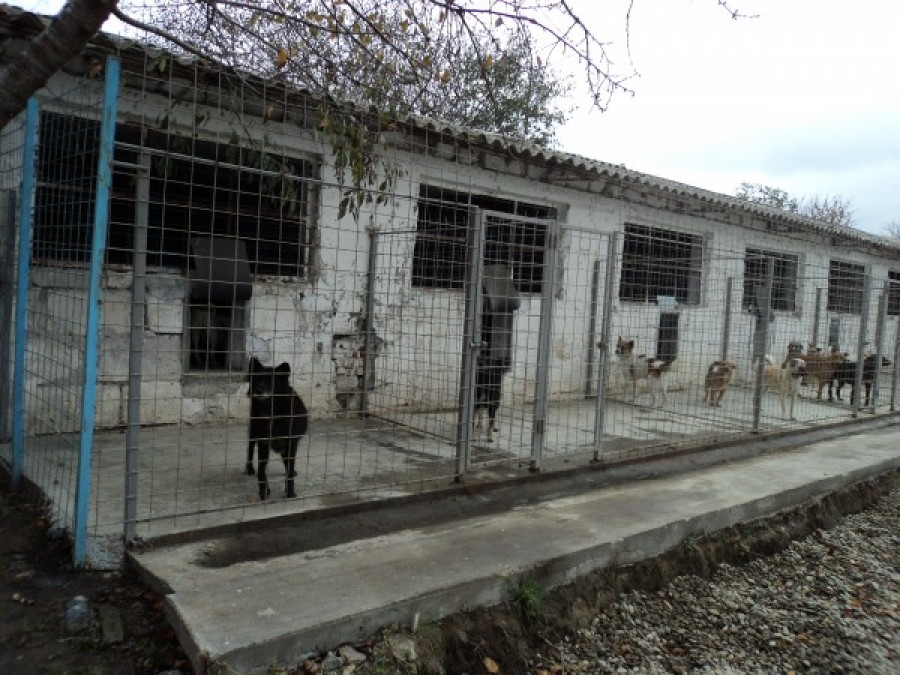 Un angajat al Ecosal a FURAT MÂNCAREA CÂINILOR de la padoc