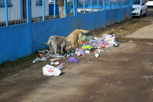 Câinii fără stăpân caută de mâncare printre resturile menajere aruncate direct pe stradă