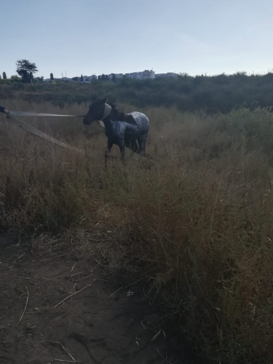 Intervenție contra-cronometru la balta Mălina (VIDEO)