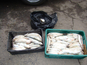 RAZIILE nu îi sperie pe ”traficanţii” de peşte