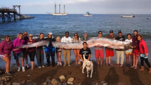 VIDEO/ Creatură desprinsă din poveştile fantastice, descoperită pe coasta Californiei
