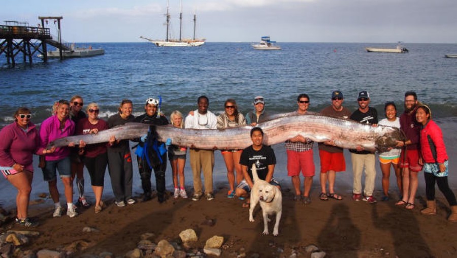 VIDEO/ Creatură desprinsă din poveştile fantastice, descoperită pe coasta Californiei