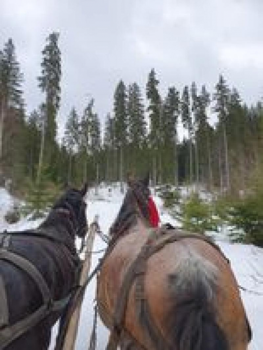 Frânturi de Bucovina, din sania cu zurgălăi (II)