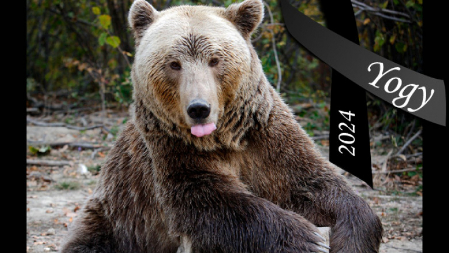 A murit Yogy, cel mai bătrân urs brun din România