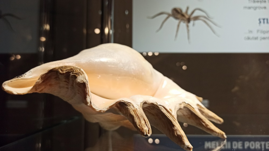Curiozităţi din lumea moluştelor, la Complexul Muzeal