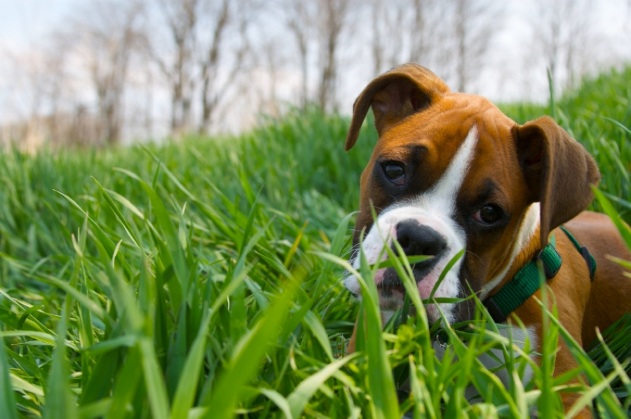 Cum să vă protejaţi câinele de atacul CĂPUȘELOR