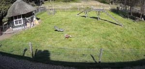 Găină salvată din ghearele unui șoim de un cocoș și o capră (VIDEO)