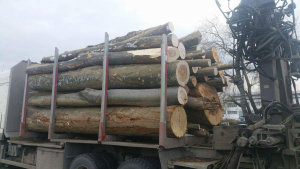 Transport ilegal de lemne, la Barcea