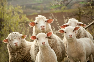 Contract-cadru pentru crescătorii de ovine