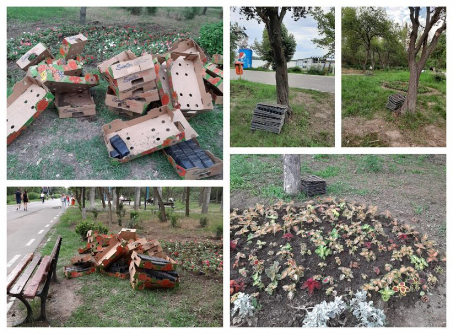 Plantare de flori pe faleză, cu deșeuri la locul faptei