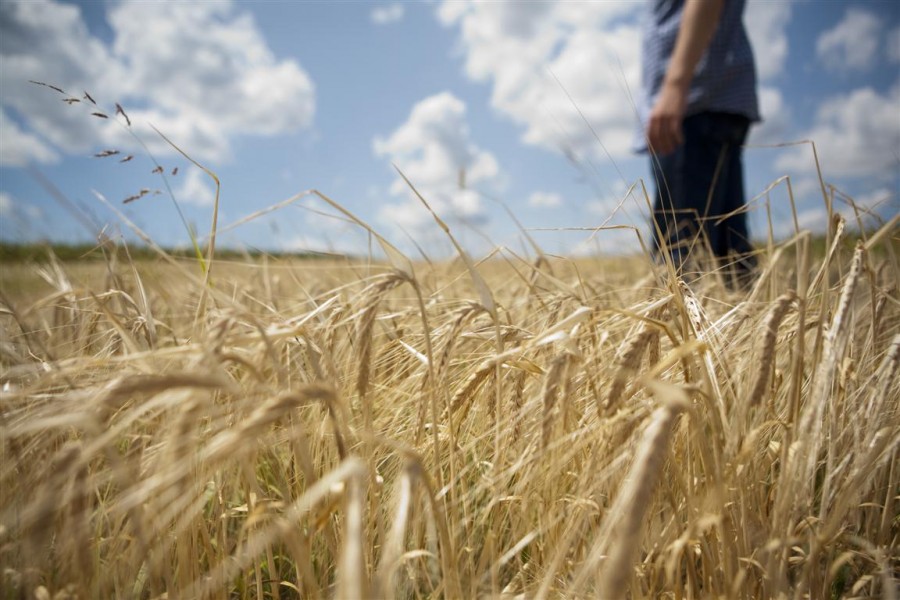 Câmpurile gălăţene promit rod bun, dacă seceta nu face ravagii în primăvară