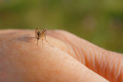Încă patru cazuri de malarie confirmate în România
