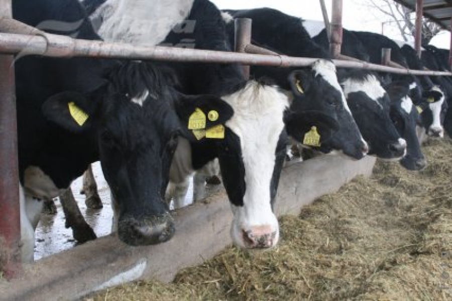 „Consulat” belgian pentru agricultură la Matca