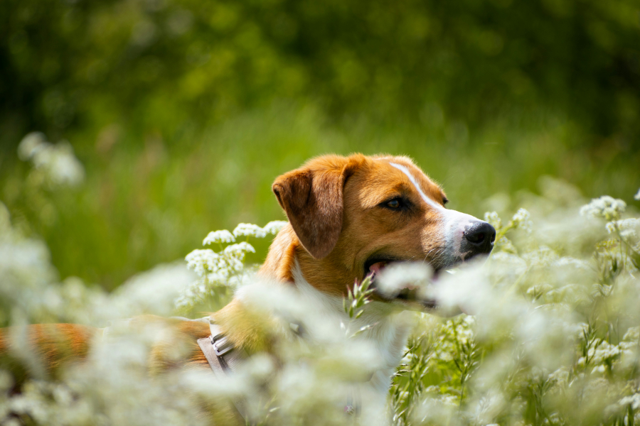 Câinii şi pisicile pot avea alergii. Şcoala iubitorilor de animale