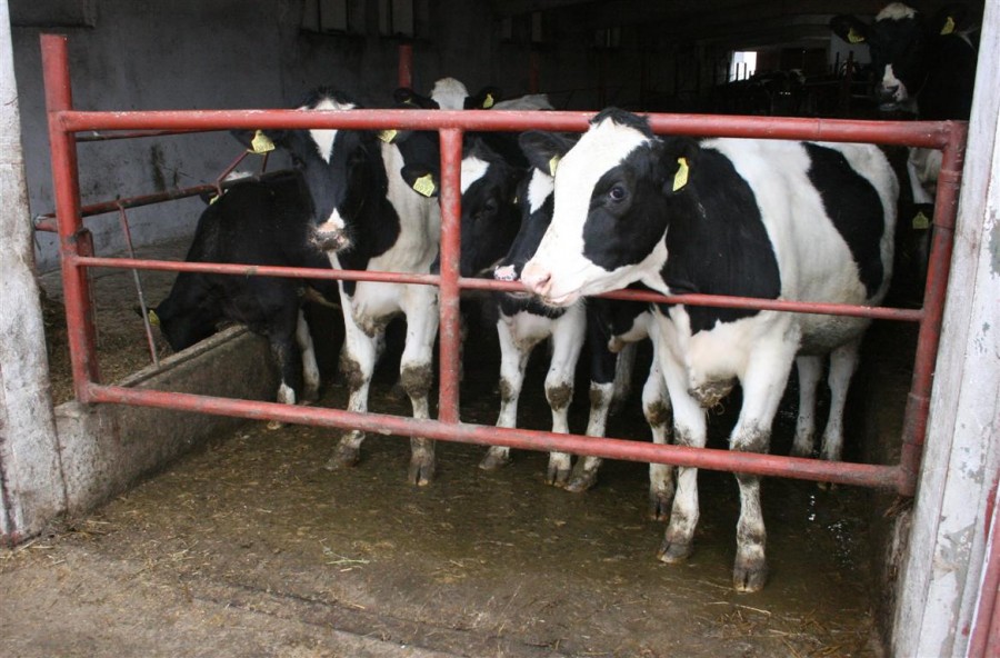 Aproximativ 4.000 de fermieri gălăţeni cer subvenţii pentru bovine