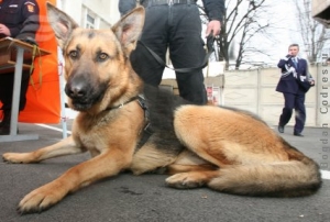 Ricky – câinele cu pedigree… pirotehnic!