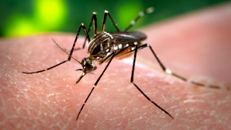 NOUA AMENINŢARE GLOBALĂ - Ce este şi cum se manifestă temutul virus ZIKA