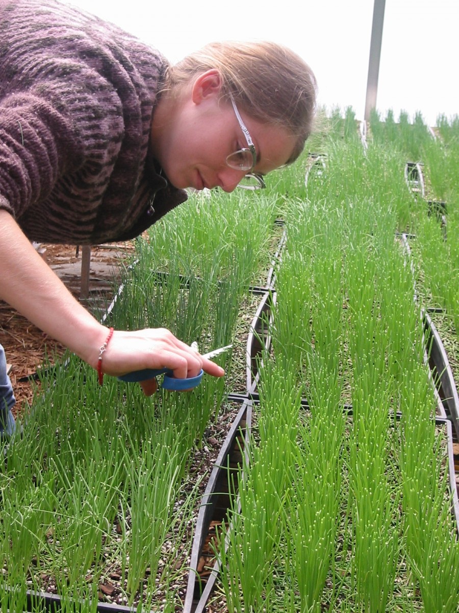 Viitorul sună bine: 10.000 de hectare de culturi agricole eco la Galaţi
