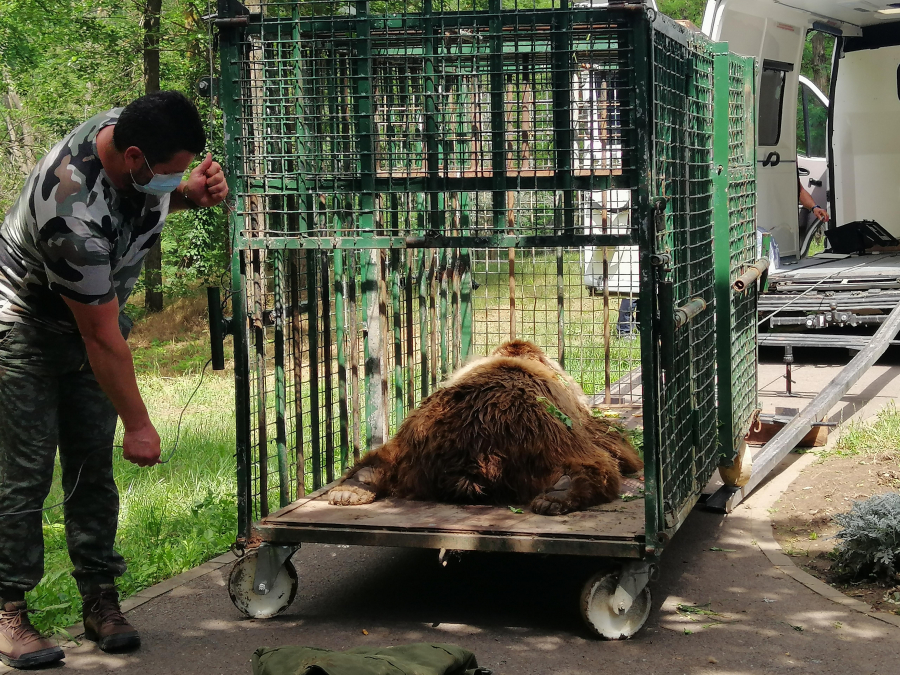 Bunicuţa a plecat de la Zoo la Sanctuarul Zărneşti