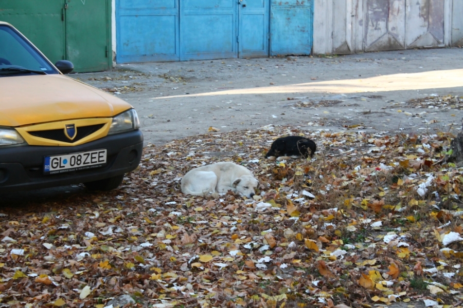 REPORTAJ în cartierul gălăţean MICRO 16 - Noi probleme apar, iar cele vechi rămân nerezolvate (FOTO)