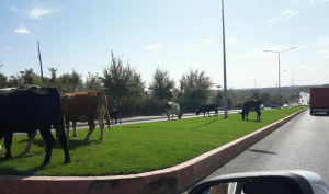 O cireadă de vaci paşte pe GAZONUL proaspăt pus de Primăria Galați