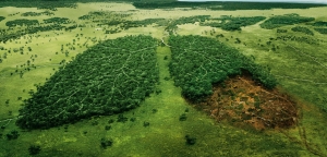 Cea de-a şasea extincţie în masă | Care vor fi primele specii care vor dispărea