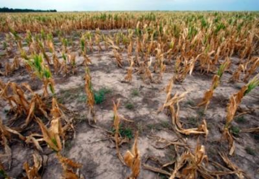 Se caută soluţii pentru dezastrul din agricultură