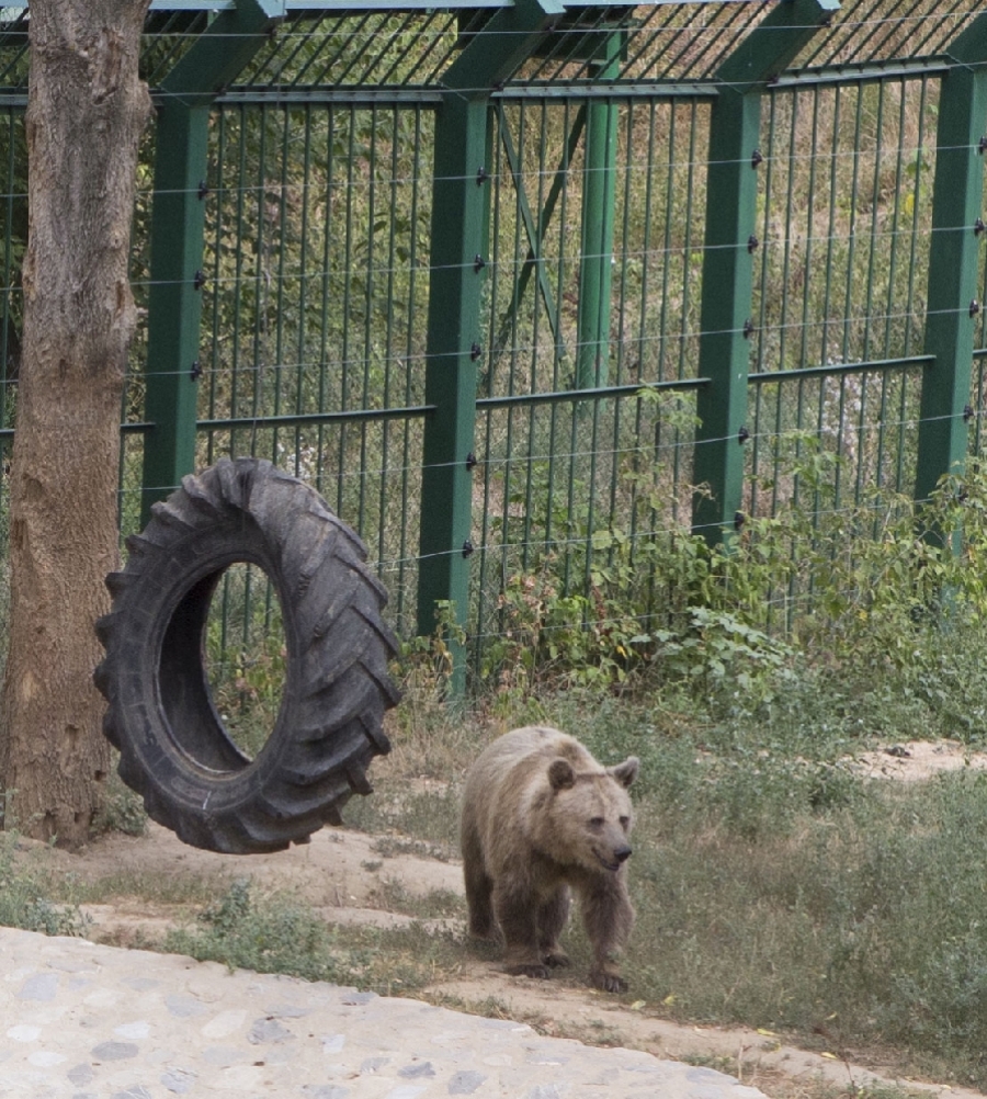 Acces GRATUIT la Grădina Zoologică